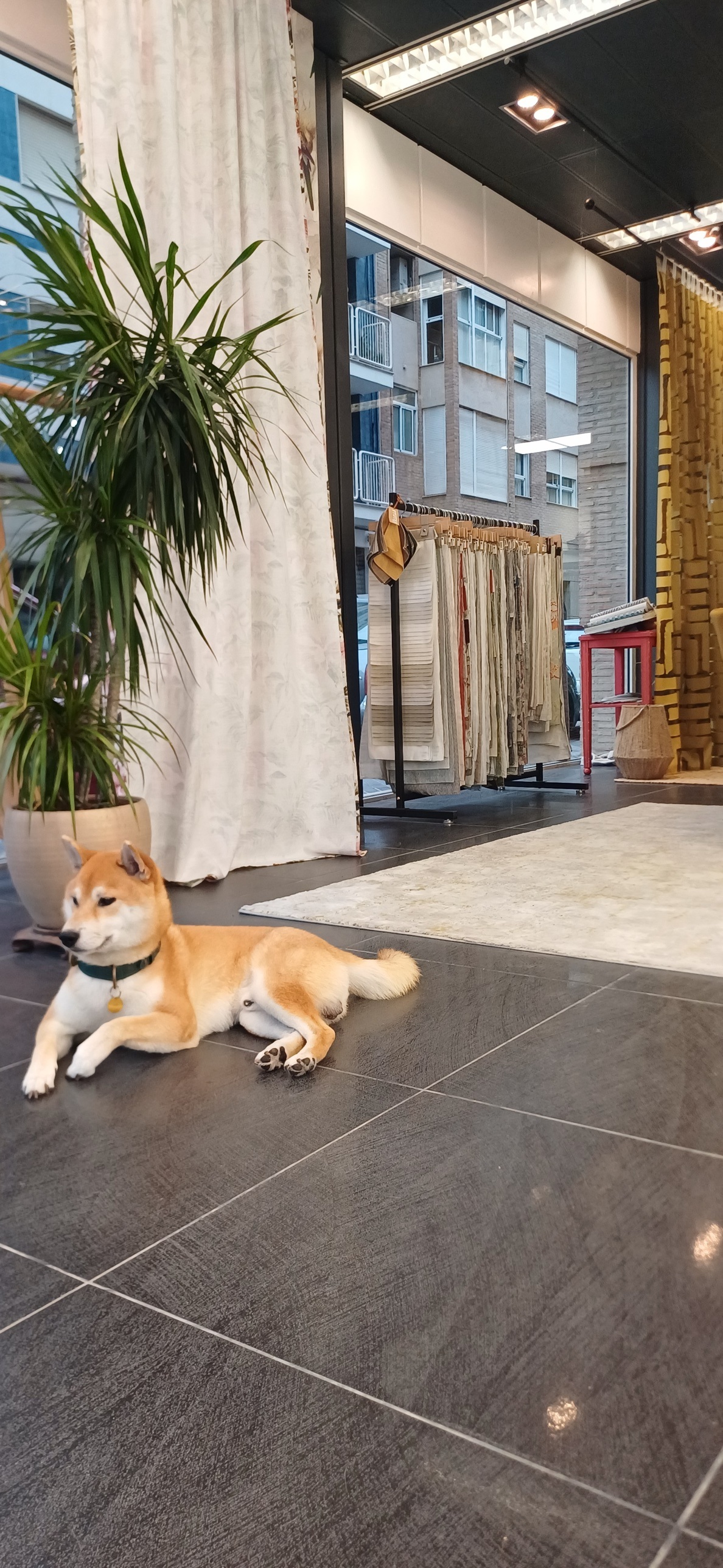 Un perro shiba inu tumbado en el estudio, junto a una planta y cortinas colgadas